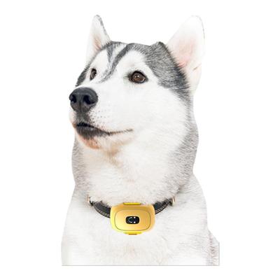 守護(hù)毛孩的智能小衛(wèi)士 狗狗定位器讓寵物活動(dòng)安全無憂